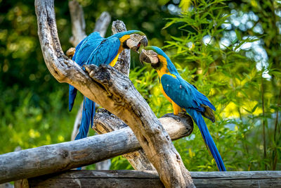 Close-up of bird perching on branch