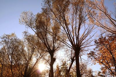 Low angle view of trees against sky