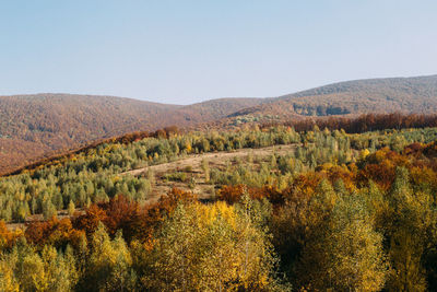 Scenic view of landscape against clear sky during autumn