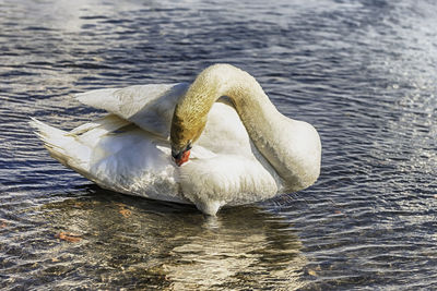 Swan swimming in lake