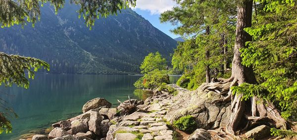 Scenic view of lake by trees against sky