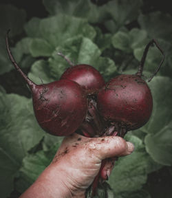 Close-up of hand holding common beetroots at vegetable garden