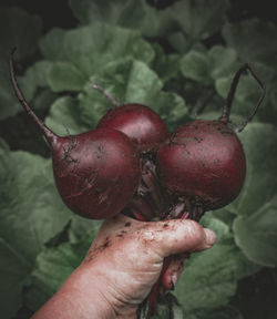 Close-up of hand holding strawberries