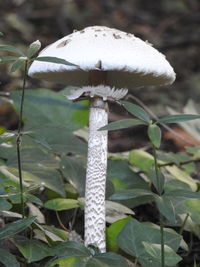 Close-up of mushroom growing on field