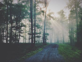 Road passing through forest