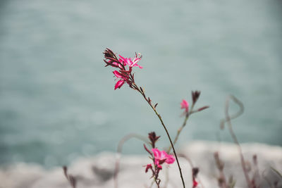 Close-up of pink flowering plant