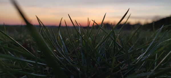 Close-up of grass growing on field against sky during sunset