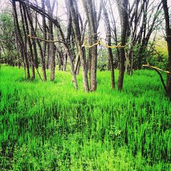 View of trees in field