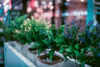 Close-up of potted plants