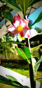 Close-up of pink flowering plant