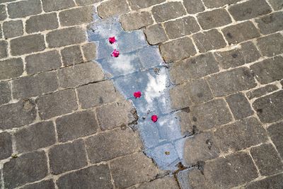 High angle view of rose petals in water on footpath