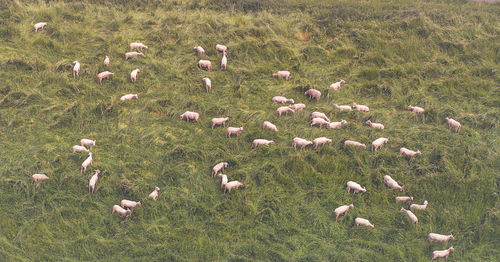 High angle view of birds on grassy field