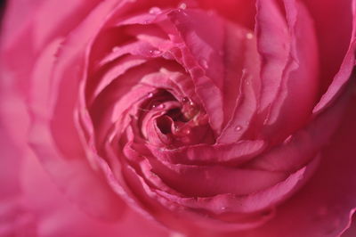 Close-up of pink rose