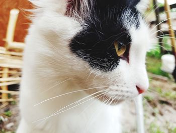 Close-up of a cat looking away