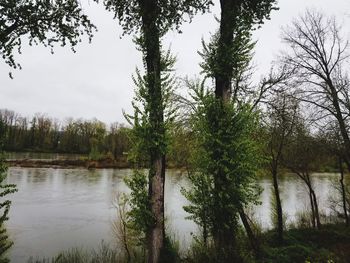 Scenic view of lake in forest against sky