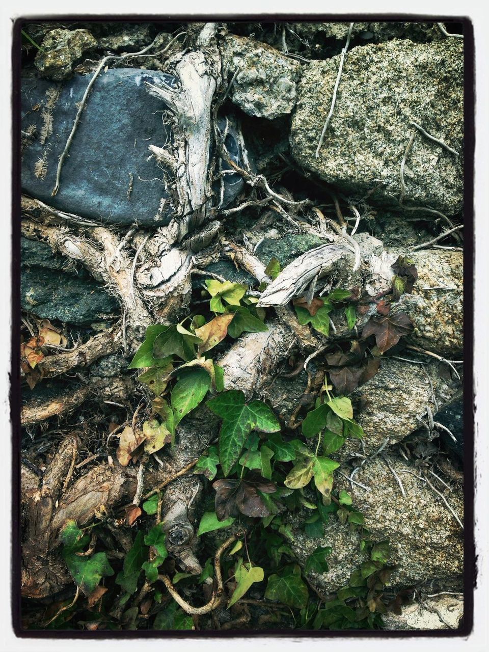 transfer print, growth, auto post production filter, plant, nature, close-up, rock - object, growing, day, high angle view, outdoors, textured, rock, fragility, beauty in nature, leaf, cactus, no people, field, dead plant