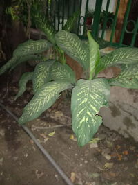 High angle view of potted plant on field
