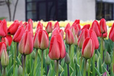 Close-up of red tulips