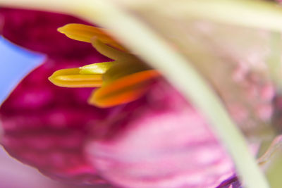 Close-up of pink flower