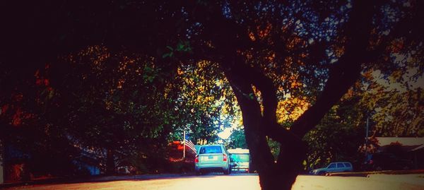 Trees along road