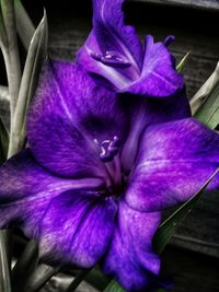 Close-up of purple flowers