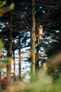 Owl on tree in forest