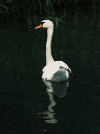 White swan swimming in lake