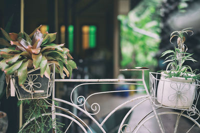 Close-up of potted plant on table in yard