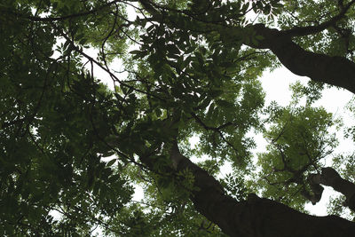 Low angle view of trees