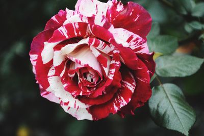 Close-up of pink rose blooming outdoors