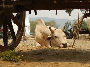 View of cow in ranch