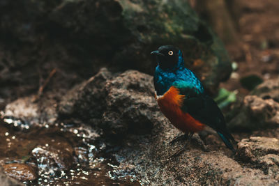 Close-up of bird perching on rock