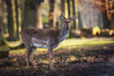 Young fallow deer in animal park springe