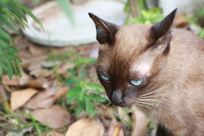 Close-up of cat on field