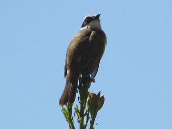 Low angle view of bird perching on plant against sky