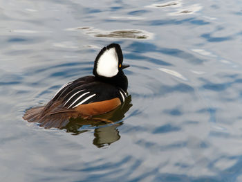 High angle view of duck swimming in lake