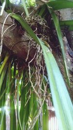 High angle view of a lizard on a land