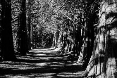 Footpath amidst trees in forest