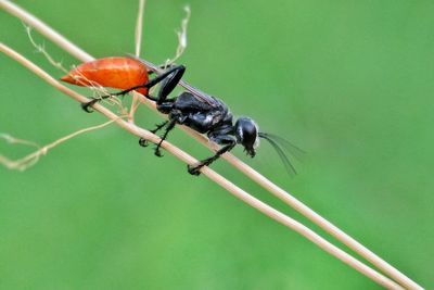 Close-up of ladybug on leaf