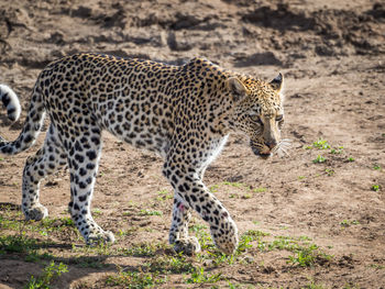 Tiger walking