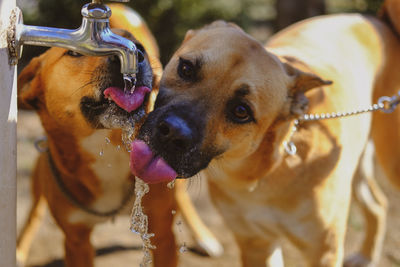 Close-up of dogs drinking water at tap