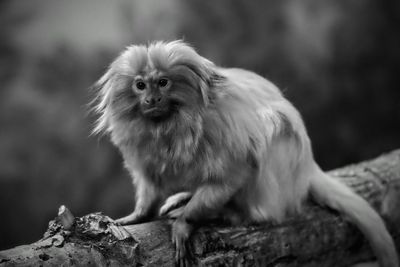 Portrait of dog sitting outdoors