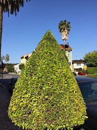 View of trees against clear sky