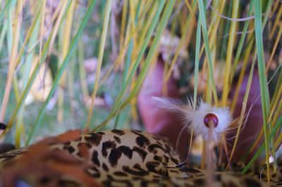 Close-up of an animal