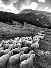 Sheep walking on field against mountains