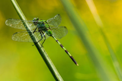 Close-up of damselfly on leaf