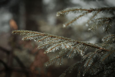 Close-up of pine tree during winter