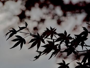 Close-up of autumn leaves against sky