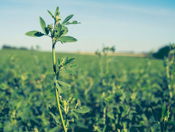 Plant growing on field