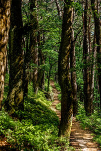 Trees growing in forest